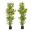 Ensemble de plantes Nadia-132797845-132797844