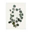 "Eucalyptus Leaves I" sur toile-98391668