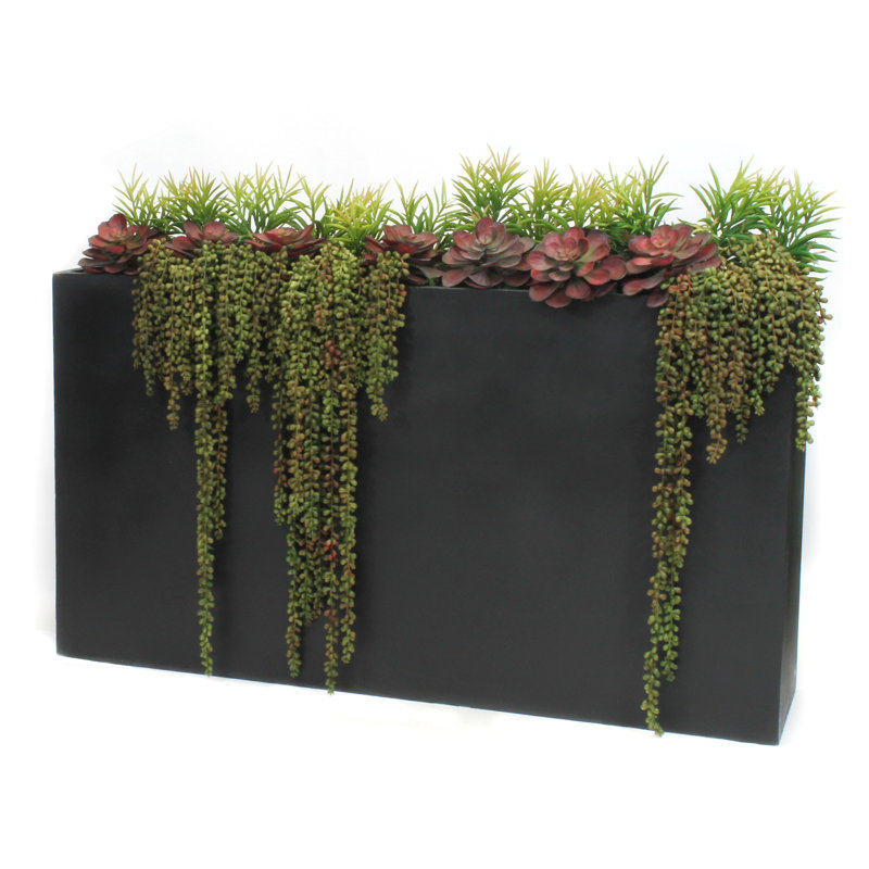 Plantes grasses en pot