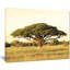 Acacia sur une plaine d'Afrique - reproduction de photo-692519007-697528487
