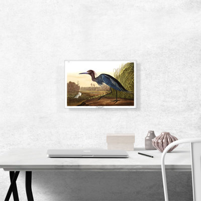 «Little Blue Heron» par James Audubon, reproduction d'art sur toile tendue