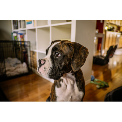 Boxer Puppy by Fotografia Inc.