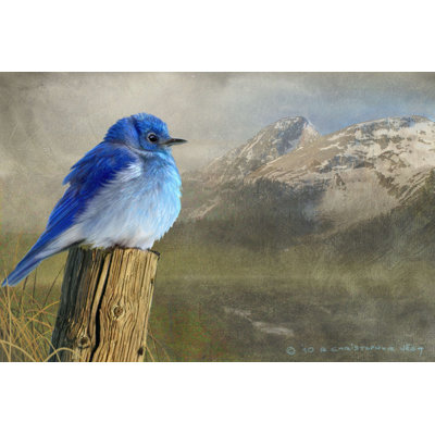 «Mountain Blue Bird» par Chris Vest - impression sur toile tendue
