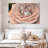Soft Petal Rose-23931745