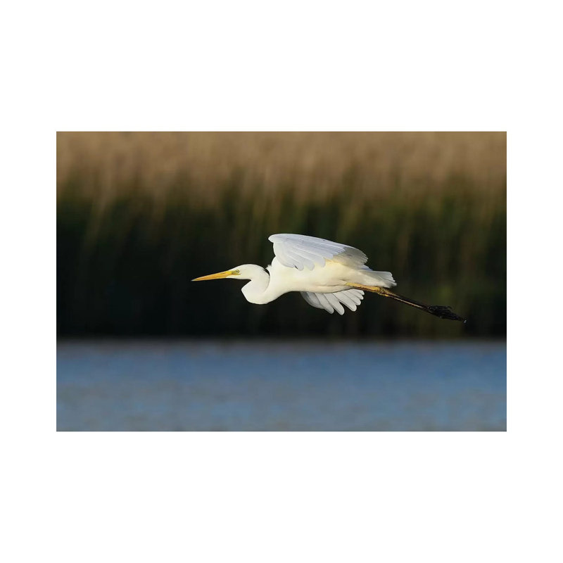 «Great Egret» par Elmar Weiss - Photographie sur toile tendue, H 18 po x l 26 po x P 1,5 po