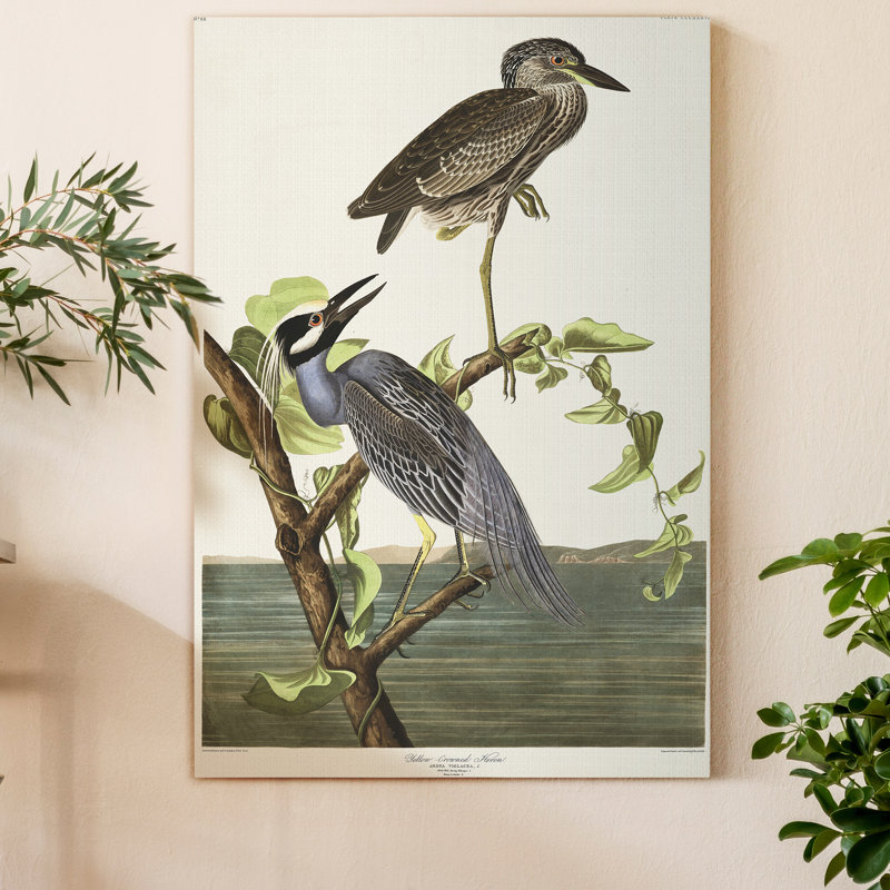 Pl 336 héron à couronne jaune - reproduction sur toile tendue, H 36 po x l 24 po x P 1 po