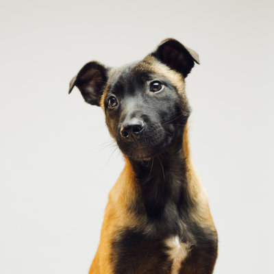 Little Puppy - Wrapped Canvas Print