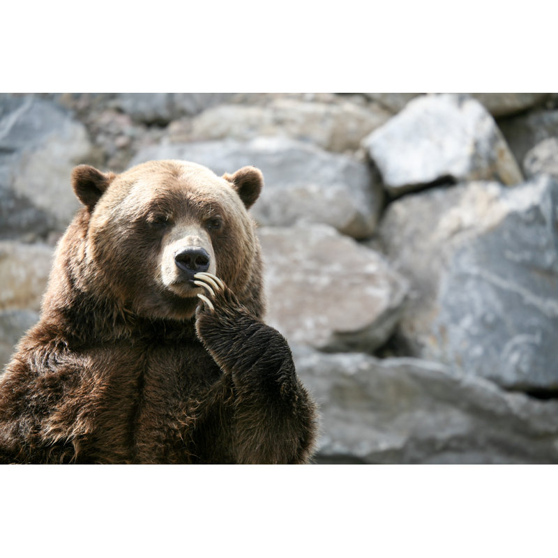 Grizzly - Wrapped Canvas Print, 20cm H x 30cm W x 3.8cm D