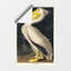 American White Pelican by John Audubon - Painting-88952513-88952512