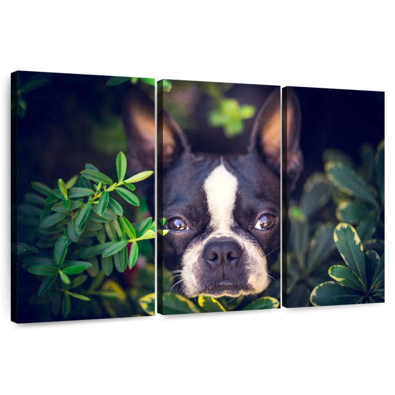 Brampt Boston Terrier Hiding, 36" H x 57" W