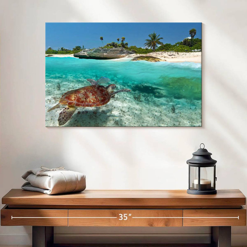 Tortue des Caraïbes, H 16 po x l 24 po