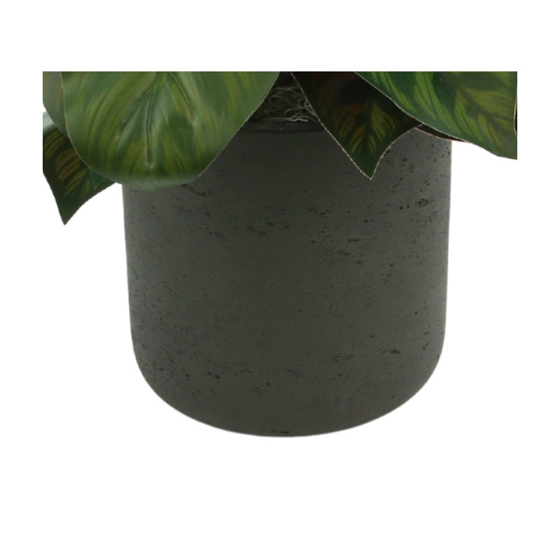 Aglomenia Chinese Evergreen UV Plant