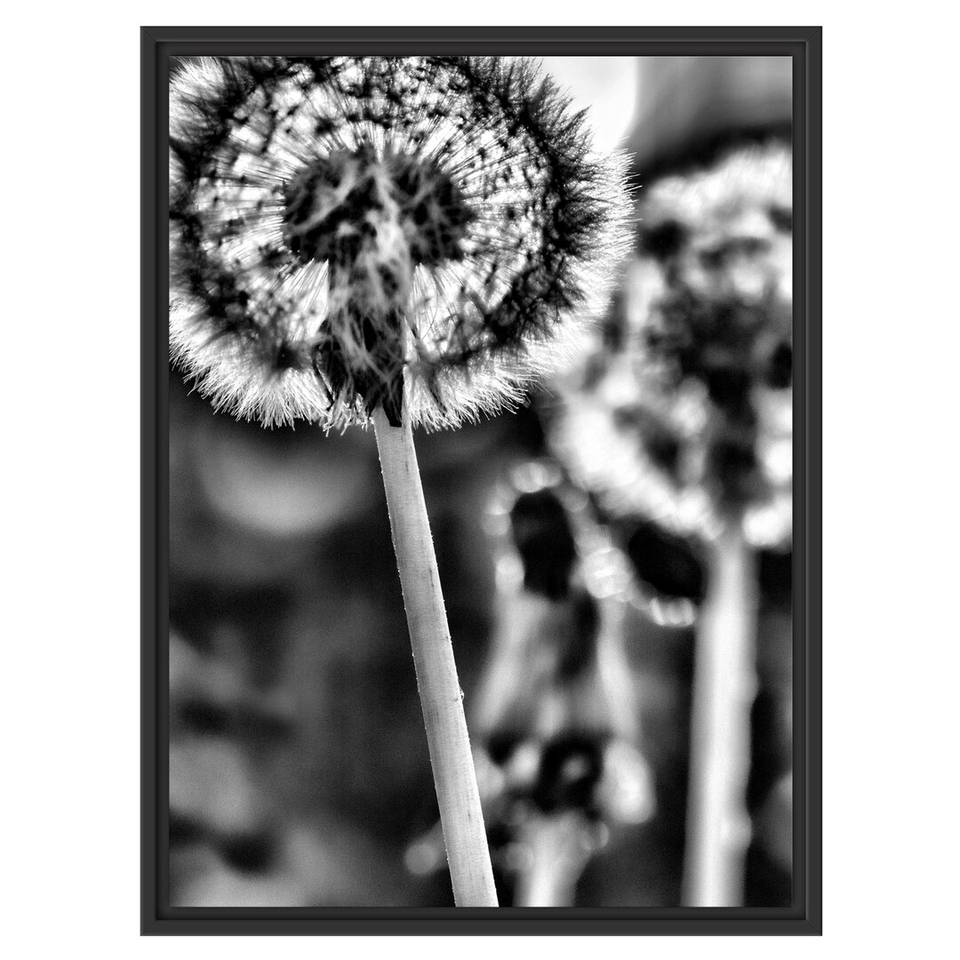 Gerahmtes Wandbild Pusteblume