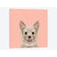 Yorkshire terrier, impression sur toile tendue-19742040-74756755-74756757