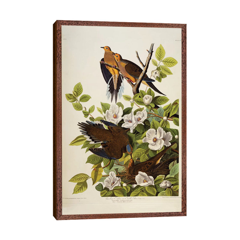 Carolina Turtledove Mourning Dove, Plate XVII from the Birds of America by John Audubon - 1 Piece Painting on Canvas