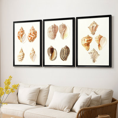 Lamarck Shells IV  -Custom Framed  Wrapped Gallery Canvas - 3 Pieces