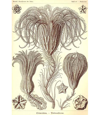 « crinoids » par ernst haeky-impression d’art graphique
