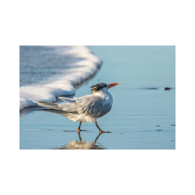 Usa, California, San Luis Obispo County. Royal Tern On Shore. by Jaynes Gallery - Wrapped Canvas Gallery-Wrapped Canvas Giclée