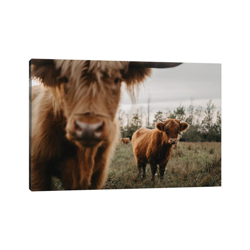 The Highland Cows by Chelsea Victoria - Wrapped Canvas Gallery-Wrapped Canvas Giclée, 20.32 cm H x 30.48 cm W