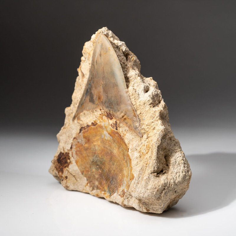 Giant Genuine Megalodon Shark Tooth In Matrix From Indonesia