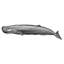 Murale pelez et collez de qualité supérieure - Illustration d'une baleine-428193490