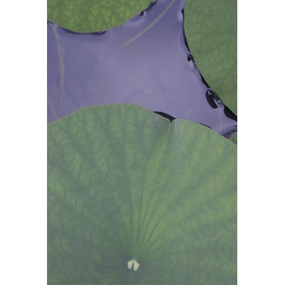 Lotus Detail X by Jim Christensen - Wrapped Canvas Print