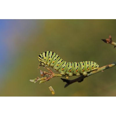 Swallowtail Caterpillar by Ruth Swan - Wrapped Canvas Print
