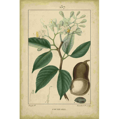 «Vintage Turpin Botanical I»