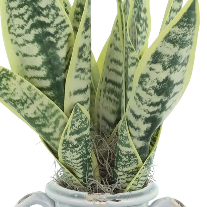 Snake Plant Arranged in Stone Vase