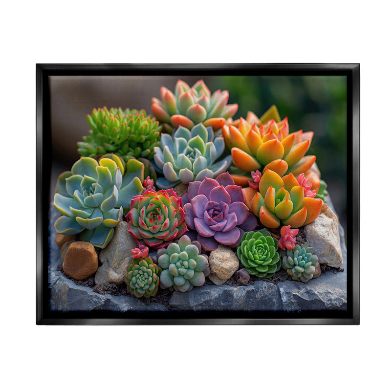«Varied Succulents Photographie Floater Frame» par Imagine It Images on, H 25 po x l 31 po, Cadre flottant noir de jais