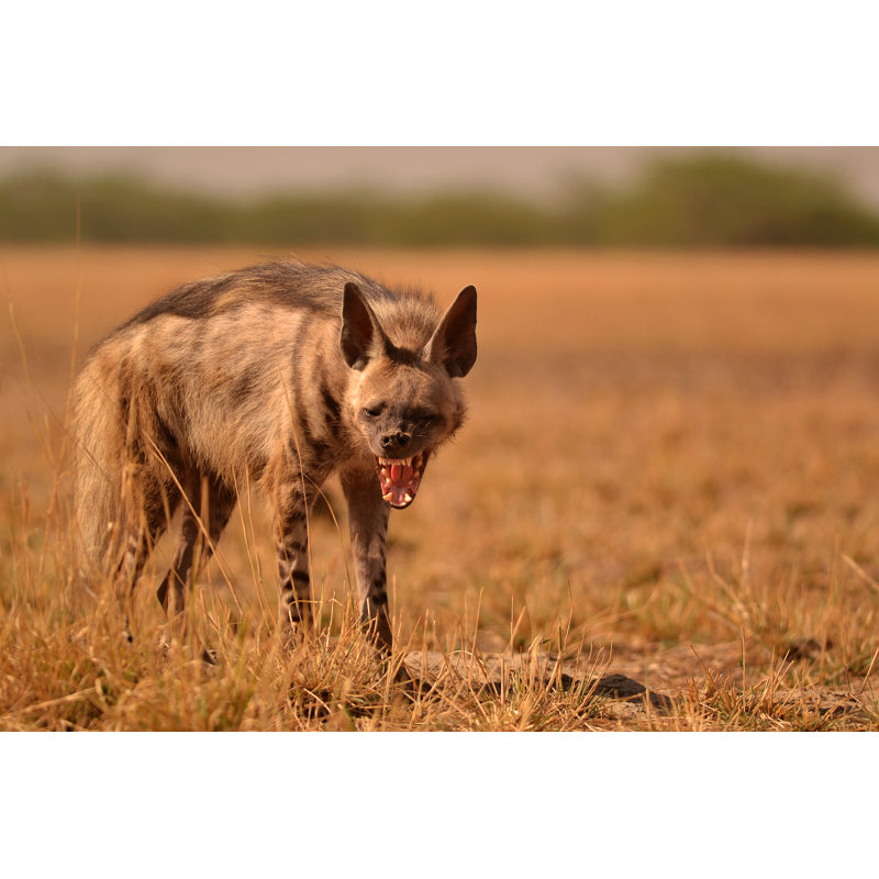 Striped Hyena - Wrapped Canvas Print, 61cm H x 91cm W x 3.8cm D