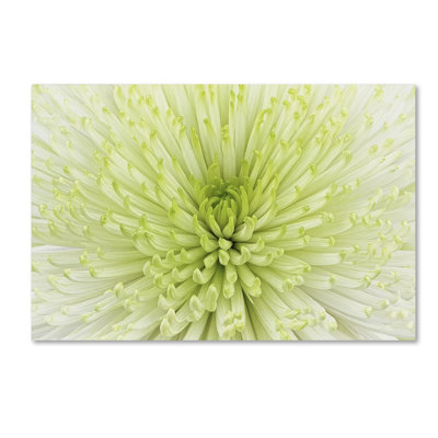  Wrapped Canvas Wall Art - Cora Niele 'Lime Light Spider Mum' Wall Art for Living Room, Bedroom, or Office Décor - 22x32