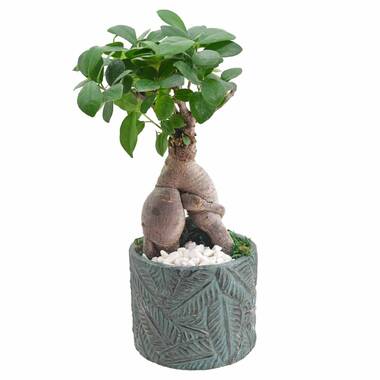 Ficus Retusa Bonsai TreeTiered Branching Style(ficus retusa)