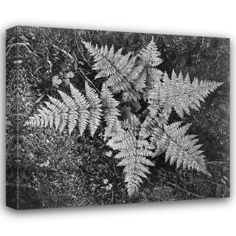 Adams, Ansel Ferns, parc national et parc national de Glacier, Montana, 1941 (97_460738), H 20 po x l 22 po