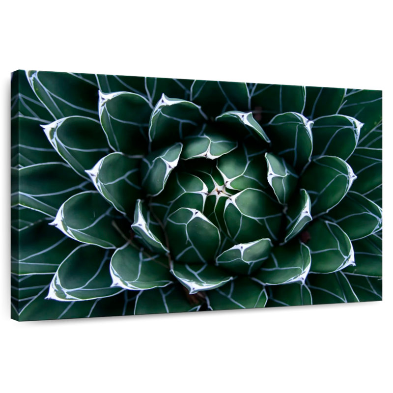Harnek Queen Victoria Agave, 32" H x 48" W