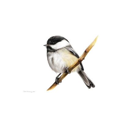 Mésange
