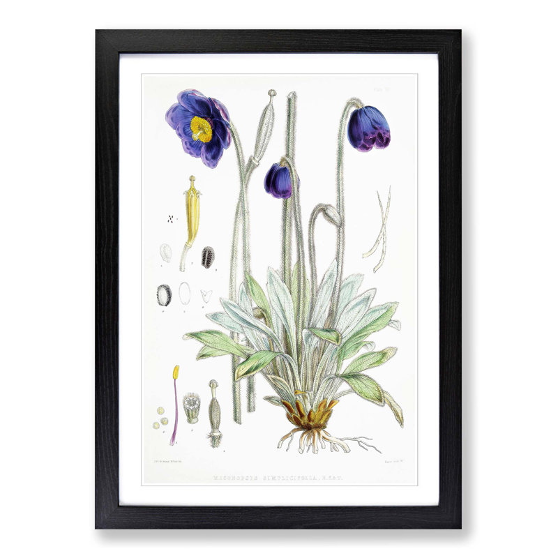 Himalayan Blue Poppy by W. H. Fitch - Picture Frame Painting Print on MDF, Black Framed, 36cm H x 27cm W x 2cm D