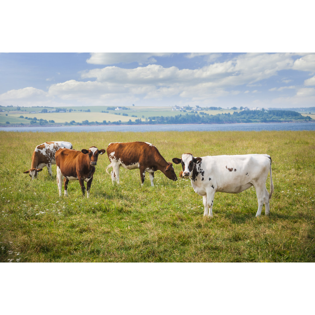 Lantz Cows In Farm Field - Wrapped Canvas Print
