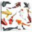 Variété de koi-109220868