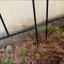 Paquet de 2 treillis de jardin noir pour plantes grimpantes Arlmont & Co. l 45 po x l 15,9 po