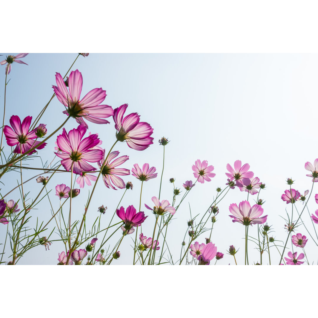 Kosmos Blume unter blauem Himmel - Leinwandbild