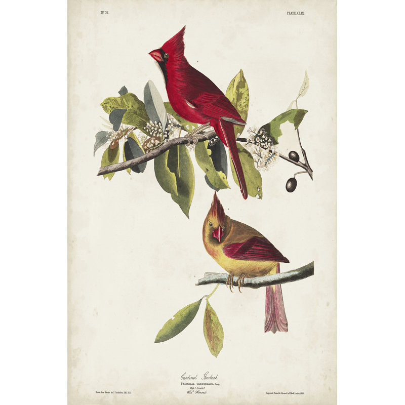Pl 158 Cardinal Grosbeak by John Audubon - Wrapped Canvas Painting, 122cm H x 81cm W