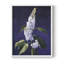 Série FLORAL CCXVIII - Impression encadrée de qualité supérieure - Prêt à être accroché - Aucun clou requis-669793500-669793473