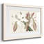 Amaryllis Varietals II, reproduction d'art encadrée-252790635-252790638