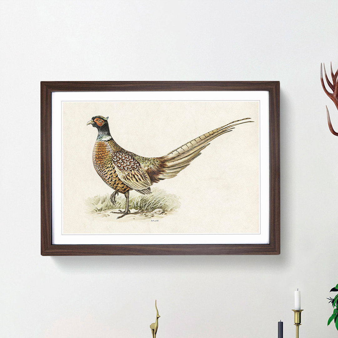 Ring-Necked Pheasant by Von Wright - Picture Frame Painting Print