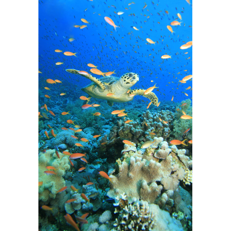 Cloud Of Anthias - Wrapped Canvas Print, 91cm H x 61cm W