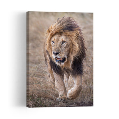 Majestic African Lion Contemporary Wall Art Print by Jeffrey C. Sink - 1 Piece Wrapped Canvas Wall Art