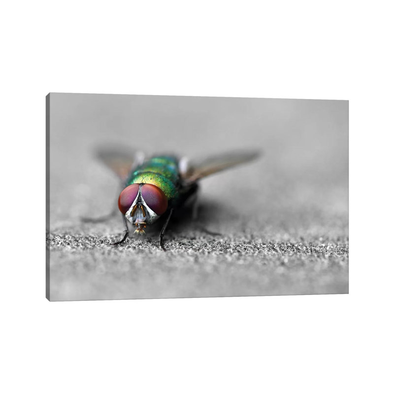 Hello by Ben Heine - Wrapped Canvas Print, 20.32 cm H x 30.48 cm W