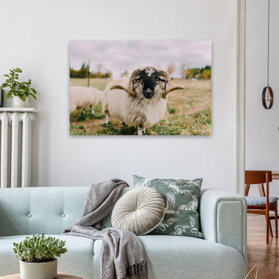 Chèvre, nature, photographie animalière, art contemporain