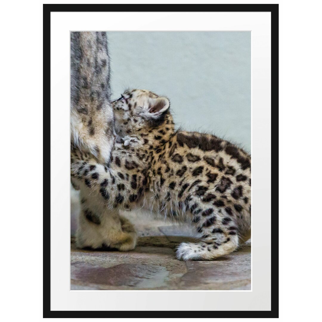 Gerahmtes Poster Kleiner Leopard beim Spielen